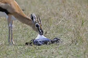 Thomson's Gazelle (Gazella thomsoni) adult female removing foetal sac from newly born baby, Masai Mara, Kenya