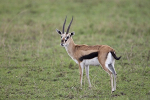 Serengeti Prints: Thomsons Gazelle (Gazella thomsoni) adult male