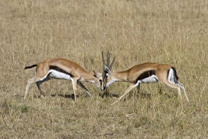 Aggression Prints: Thomsons Gazelle (Gazella thomsoni) two adult males, fighting, Masai Mara, Kenya, August