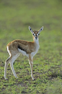 Serengeti Prints: Thomsons Gazelle (Gazella thomsoni) young, standing in grassland, Serengeti N. P. Tanzania