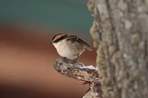 Furnariids Prints: Thorn-tailed Rayadito (Aphrastura spinicauda) adult