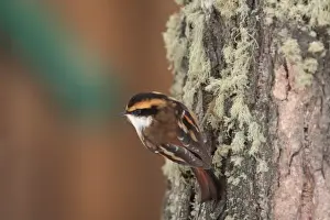 Thorn-tailed Rayadito (Aphrastura spinicauda) adult, clinging to lichen covered tree trunk, Harberton, Tierra del Fuego, Argentina, august