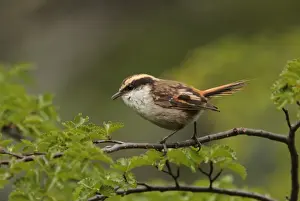 Thorn-tailed Rayadito (Aphrastura spinicauda) adult, perched on twig, Ushuaia, Tierra del Fuego, Argentina, november