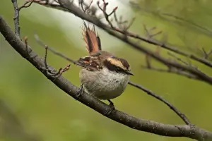 Thorn-tailed Rayadito (Aphrastura spinicauda) adult, perched on branch, Ushuaia, Tierra del Fuego, Argentina, november
