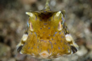 Lembeh Prints: Thornback Cowfish (Lactoria fornasini) adult