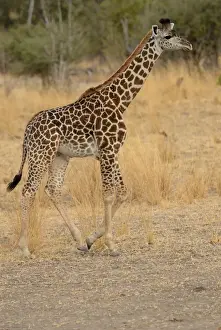 Grasslands Prints: Thornicrofts Giraffe (Giraffa camelopardalis thornicrofti) immature male