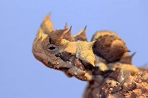 Northern Territory Prints: Thorny Devil (Moloch horridus) adult