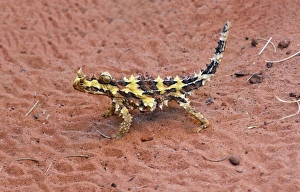 Desert Prints: Thorny Devil (Moloch horridus) immature, walking on sand, Uluru-Kata Tjuta N. P