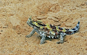 Australia Prints: Thorny Devil (Moloch horridus) on sand, Kalbarri, Western Australia