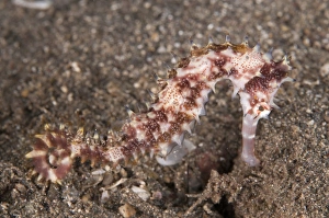 Sea Horse Prints: Thorny Seahorse (Hippocampus histrix) adult