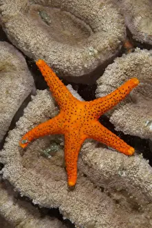 Lembeh Prints: Thousand-pores Starfish (Fromia milleporella) adult