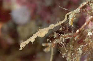 Pygmy Prints: Thread Pipefish (Kyonemichthys rumengani) adult