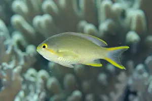 Threadfin Anthias (Pseudanthias huchtii) adult female, swimming, Tanjung Muara, Sermata Islands, Lesser Sunda Islands
