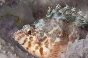 Sponges Prints: Threadfin Hawkfish (Cirrhitichthys aprinus) adult