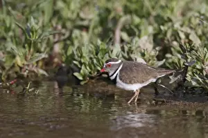 Karoo Prints: Three-banded Plover (Charadrius tricollaris) adult