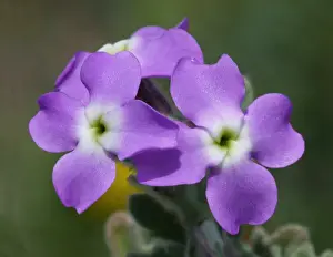 Three-horned Stock (Matthiola tricuspidata) close-up of flowers, Bonifacio Gulf, Corsica, France, April