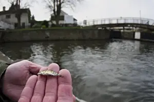 Three-spined Stickleback (Gasterosteus aculeatus) adult, held in hands, caught in city canal, Nottingham Canal