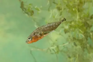 Three-spined Stickleback (Gasterosteus aculeatus) adult male, in in spawning colour, swimming, England