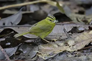 Leaves Prints: Three-striped Warbler (Basileuterus tristriatus) adult, with food in beak