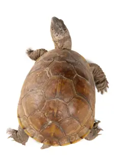 Tortoises Prints: Three-toed Box Turtle (Terrapene carolina triunguis) adult female, dorsal view