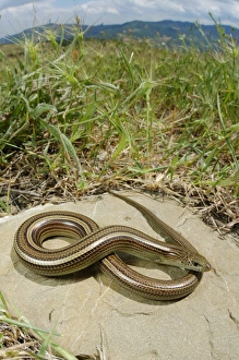 Sunning Prints: Three-toed Skink (Chalcides chalcides) adult, basking on rock in habitat, Italy, may