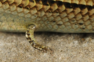 Three-toed Skink (Chalcides chalcides) adult, close-up of front leg, Italy, june