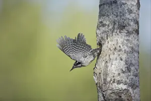 Three-toed Woodpecker (Picoides tridactylus) adult female, in flight, leaving nesthole in tree trunk, Oulu Region, Finland