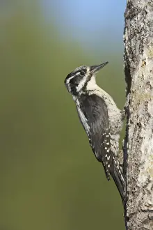 Three-toed Woodpecker (Picoides tridactylus) adult female, at nesthole in tree trunk, Oulu Region, Finland