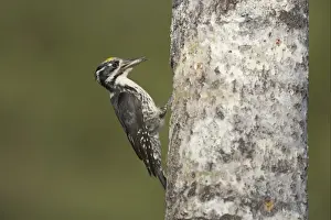 Three-toed Woodpecker (Picoides tridactylus) adult male, with food in beak, at nesthole in tree trunk, Oulu Region, Finland