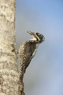 Three-toed Woodpecker (Picoides tridactylus) adult male, with food in beak, at nesthole in tree trunk, Oulu Region, Finland