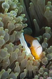 Sheltering Prints: Threeband Anemonefish (Amphiprion tricinctus) adult
