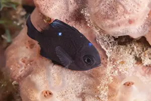 Reefs Prints: Threespot Dascyllus (Dascyllus trimaculatus) juvenile