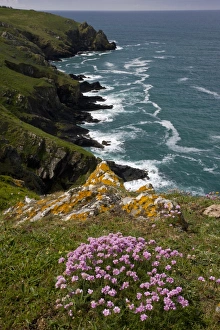 Coast Line Prints: Thrift (Armeria maritima) flowering
