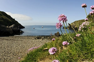 Thrift (Armeria maritima) flowering, growing near beach in coastal habitat, Martins Haven, St