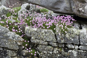 Thrift (Armeria maritima) flowering, growing on coastal rocks, Isle of Skye, Inner Hebrides, Scotland, June