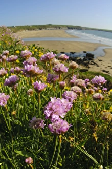 Thrift (Armeria maritima) flowering, growing on clifftop in coastal habitat, St. Davids Head, Pembrokeshire, Wales, May
