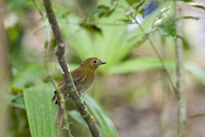 Guatemalan Prints: Thrush-like Mourner (Schiffornis turdinus) adult