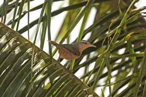 Fronds Prints: Thrush-like Wren (Campylorhynchus turdinus unicolor) adult