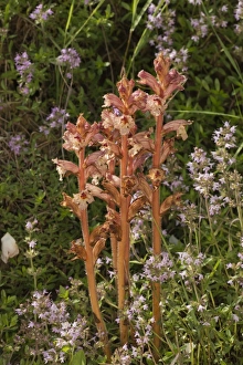 Rumania Prints: Thyme Broomrape (Orobanche alba) flowering, parasitic on thyme, Romania, June
