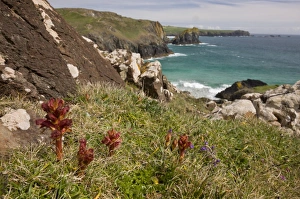 Broomrape Prints: Thyme Broomrape (Orobanche alba) flowering