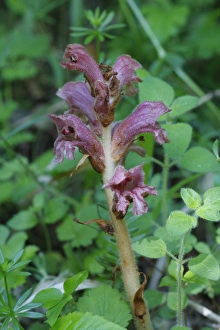 Thyme Broomrape (Orobanche alba) flowering, probably growing on Mint (Mentha sp. ), Pyrenees, Ariege, France, may