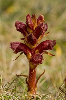 Thyme Broomrape (Orobanche alba) flowering, Kynance Cove, The Lizard, Cornwall, England, may
