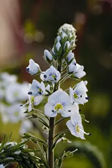 Scrophulariaceae Prints: Thyme-leaved Speedwell (Veronica serpyllifolia) flowering, Powys, Wales, May