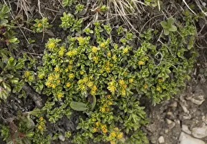 Dolomite Prints: Thyme-leaved Willow (Salix serpyllifolia) flowering, Dolomites, Italian Alps, Italy, June