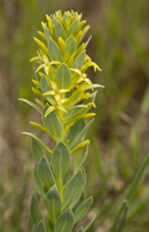 Perennials Prints: Thymelaea (Thymelaea sanamunda) flowering, growing in garrigue, Southwest France, May