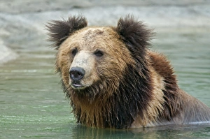 Centres Prints: Tibetan Bear (Ursus arctos pruinosus) adult