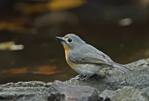 Tickells Blue-flycatcher (Cyornis tickelliae indochina) adult female, drinking at forest pool, Kaeng Krachan N. P