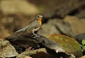 Tickells Blue-flycatcher (Cyornis tickelliae indochina) adult female, standing on log, near Kaeng Krachan, Thailand