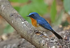 Tickell's Blue-flycatcher (Cyornis tickelliae indochina) adult male, perched on branch, Kaeng Krachan N. P. Thailand, february