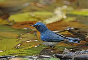 Tickells Blue-flycatcher (Cyornis tickelliae indochina) adult male, standing in forest pool, Kaeng Krachan N. P